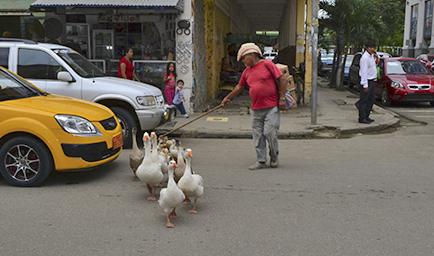 Venden gansos y los llevan caminando en orden por la ciudad