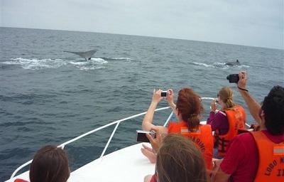 Las ballenas jorobadas llegan al sur de Manabí