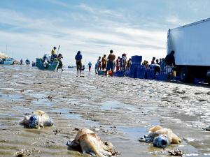 Dejan vísceras de calamar en 2 playas - El Diario Ecuador