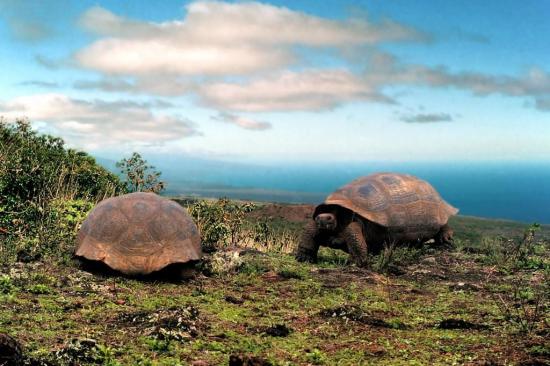 Parque Nacional Gal Pagos Cumple Sesenta A Os En Buen Estado De Salud