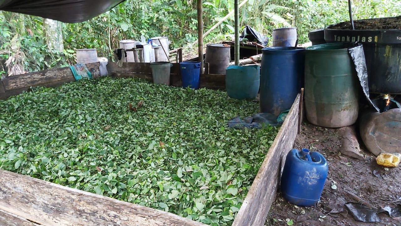 Hallan En Ecuador Laboratorio Y Plantación De Coca Cerca De Colombia ...