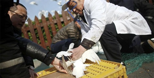 Aumentan a 20 los infectados por gripe aviar