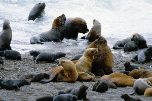 Cambio climático provoca la migración de leones marinos de las Galápagos |  El Diario Ecuador