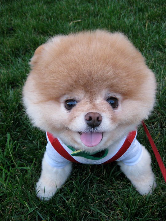 Boo es considerado el perro más bonito del mundo