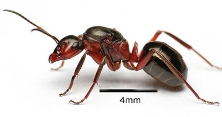 La hormiga roja 'anunciaría' los terremotos