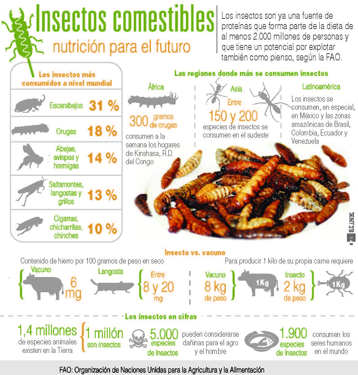 INSECTOS PARA NUTRIRSE | El Diario Ecuador