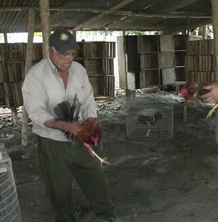 San Isidro Tierra De Los Galleros El Diario Ecuador