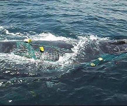 Realizan campaña para proteger a las ballenas que caigan en redes