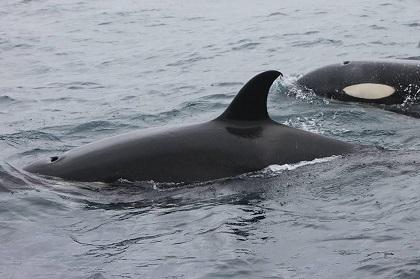 Orcas llegan a costas manabitas y devoran a ballenas jorobadas bebés