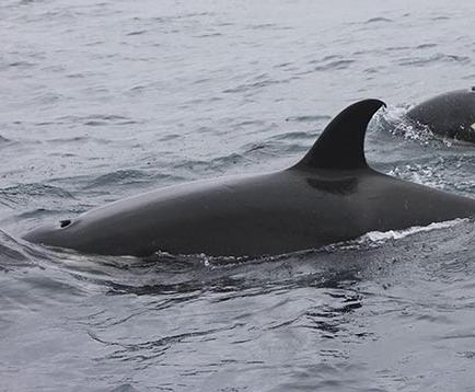 Grupo de orcas ataca a  ballenas jorobadas