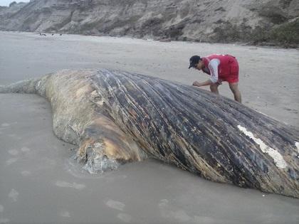 Entierran a ballena jorobada que fue hallada muerta en Montecristi