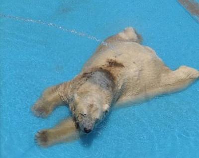 Oso polar argentino recibe baños con manguera y duerme con aire acondicionado