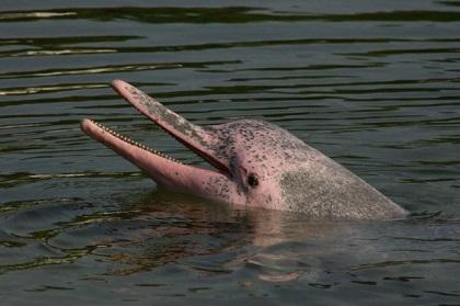 El delfín rosado del Amazonas en riesgo por su uso como carnada