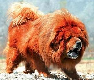 perros mastin tibetano