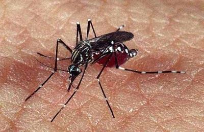 ‘‘Mosquito terminator’’ contra el dengue