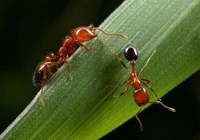 Dos presuntos ladrones fueron torturados con hormigas venenosas