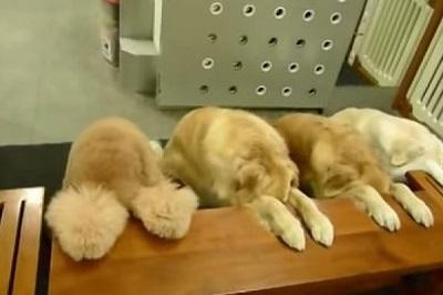 Cuatro perros 'rezan' antes de comer y recogen sus platos