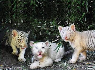 Zoológico de Buenos Aires presenta a trillizos de tigre de bengala blanco