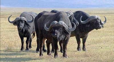 Destacan los beneficios de la carne y la leche de búfalo