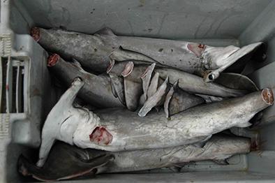 Piden preservar tiburón martillo