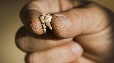 El resto humano más antiguo de Italia es un diente y tiene 600.000 años