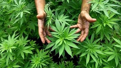 Tribunal alemán autoriza a pacientes crónicos a cultivar marihuana en casa