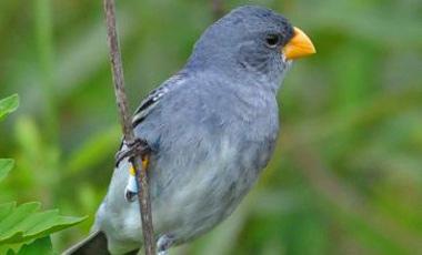 Especie de ave descrita recientemente en Brasil está en peligro de extinción