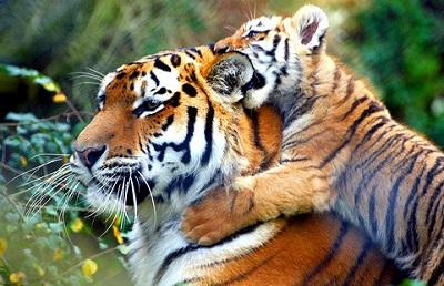 En el mundo sólo quedan 3.200 tigres en libertad, advierte WWF