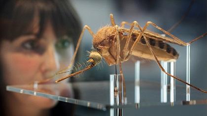 Brasil producirá mosquitos transgénicos para combatir el dengue
