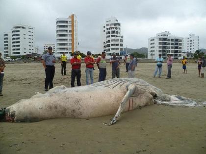 Cría de ballena se vara en playas de Bahía de Caráquez