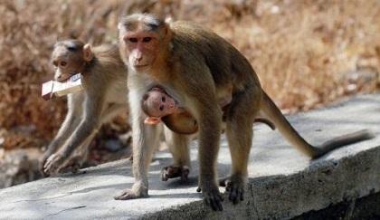 India usará a hombres vestidos de monos para echar a primates del Parlamento