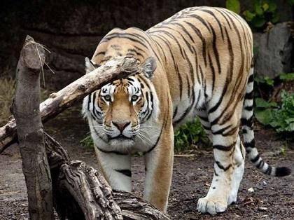 Un niño pierde un brazo tras ser atacado por un tigre en zoológico en Brasil