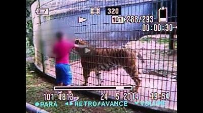 Tigre que arrancó el brazo de un niño no será sacrificado, según veterinario