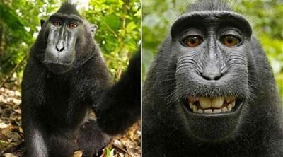 Mono se toma un 'selfie' y provoca una batalla legal