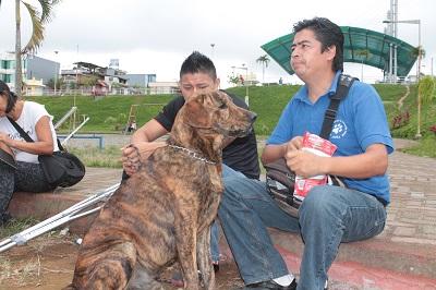 Esterilizarán a 100 mascotas en Santo Domingo de los Tsáchilas