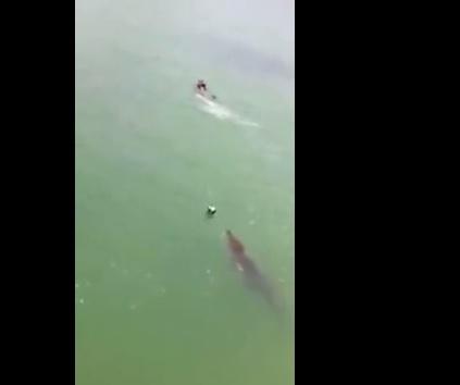 Niño escapa de un cocodrilo en una playa mexicana (Video) | El Diario  Ecuador