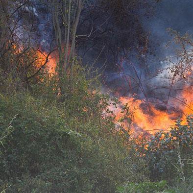 Incendio forestal consume 7 hectáreas