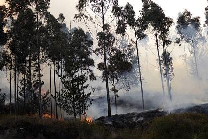 Un incendio forestal consume 7 hectáreas de bosques en Quito