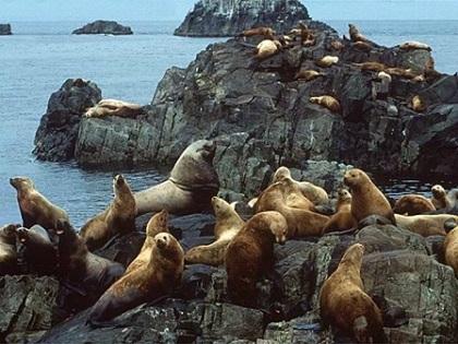 Las focas introdujeron por primera vez la tuberculosis en América