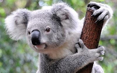 Salva la vida de un koala al darle respiración boca a boca