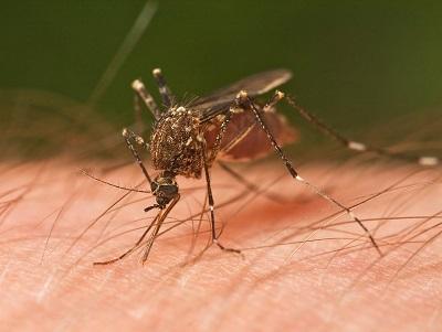 Detectan el primer caso de contagio de dengue en Japón en 70 años