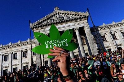Uruguay abre el registro oficial para los autocultivadores de marihuana