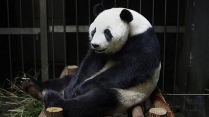 Osa panda finge embarazo y la descubren