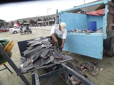 China ya no compra aletas de tiburón