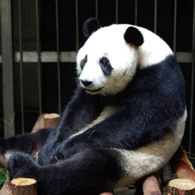 Una osa panda fingió haber estado preñada