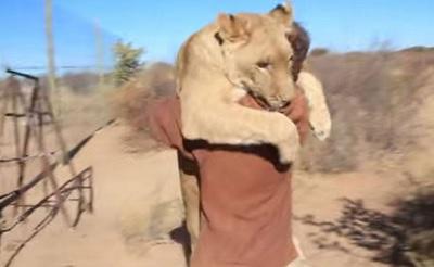 El abrazo de una leona y su excuidador conmueven en la web (VIDEO)