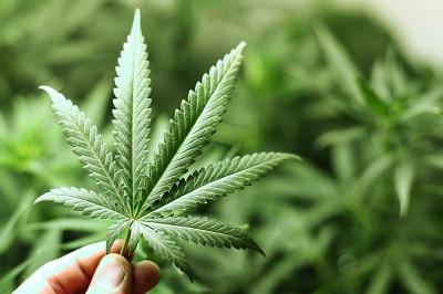 El cannabis puede ayudar a combatir los efectos del estrés postraumático