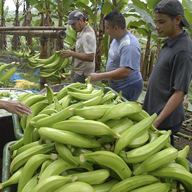 Mejora el precio del plátano barraganete por baja producción