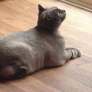 Gato pesaba 13 kilos y ahora hace dieta y  ejercicios