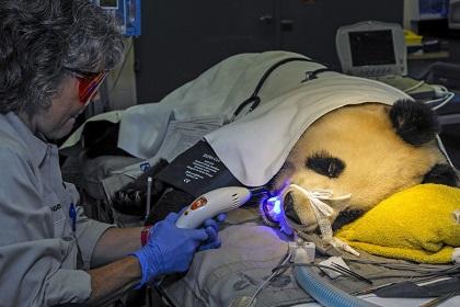 Médicos le reparan un diente a oso panda